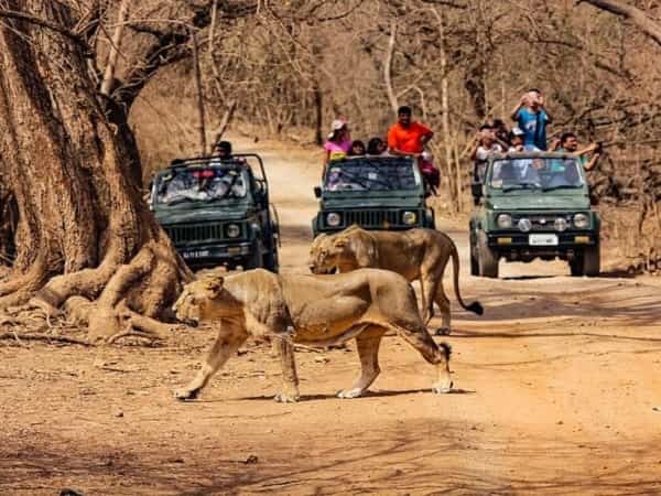 Gir Tour Packages