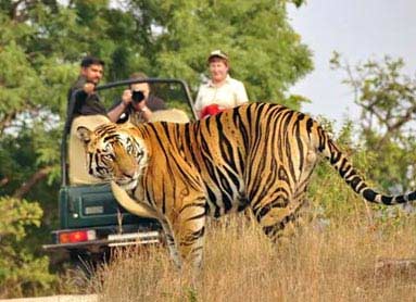 Wildlife Tour Packages In India