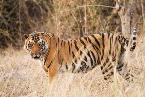 Wildlife Tours India