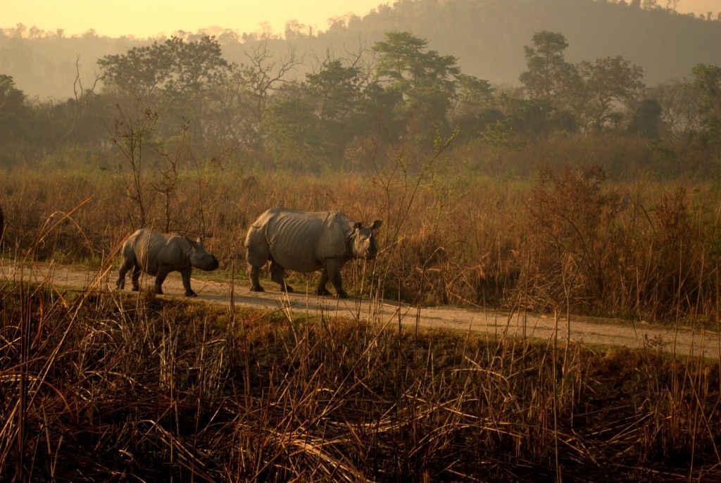 One Horned Rhinos in Kaziranga National Park