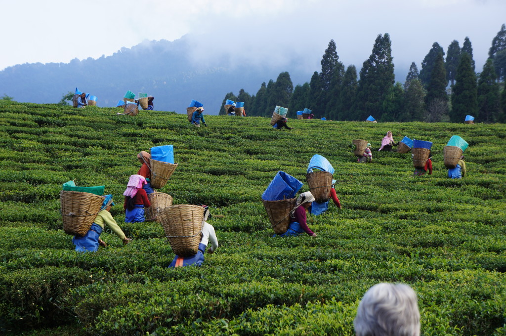 Tea Gardens of Jorhat