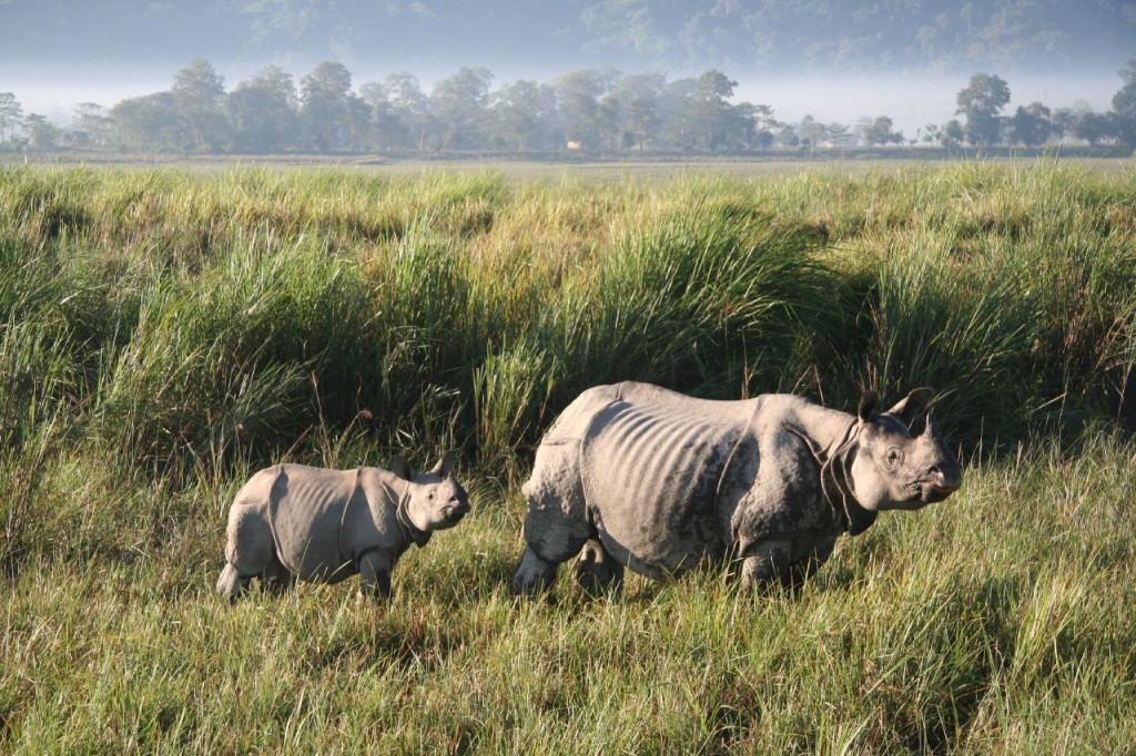 One Horned Rhino at Kaziranga