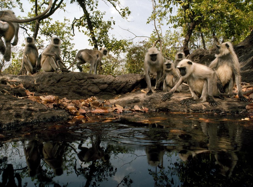 Bandhavgarh National Park