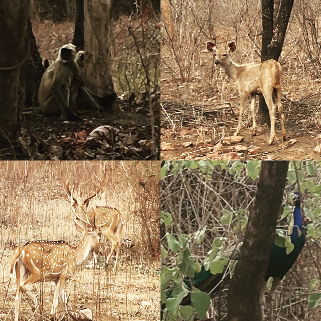 Panna National PARK