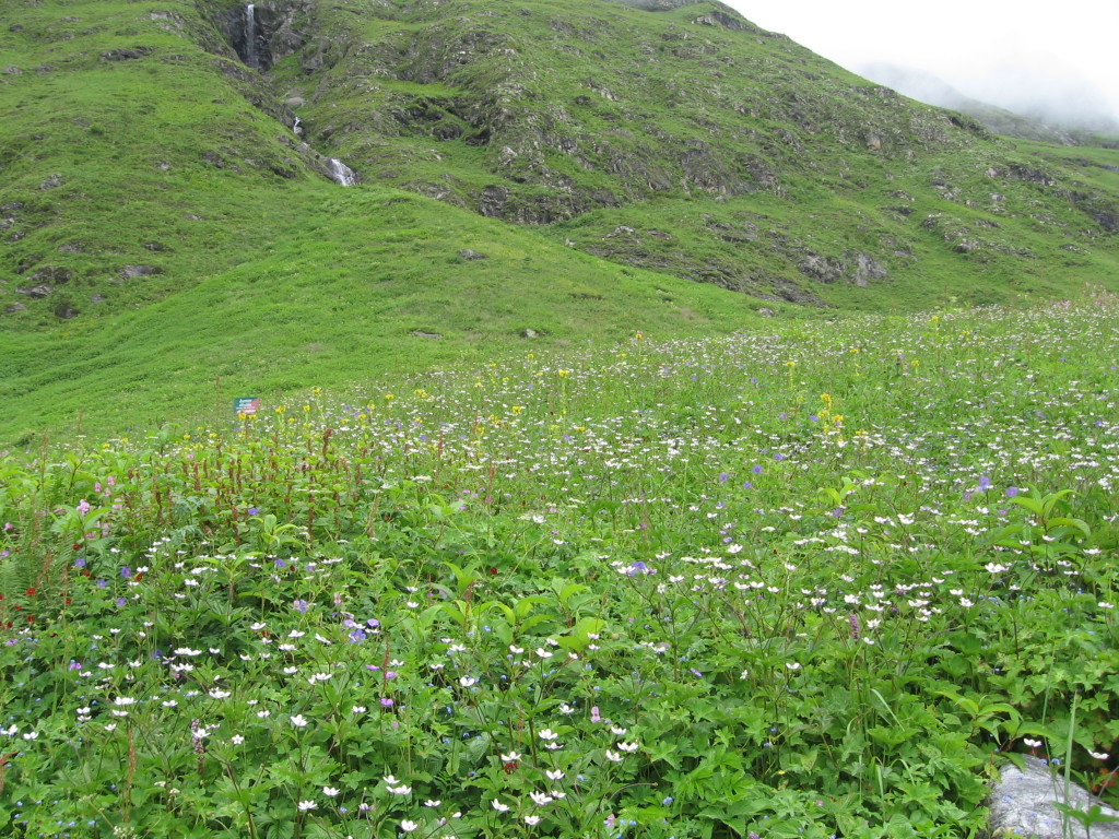 valley of flowers