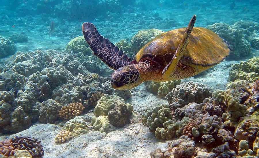 Gulf of Mannar Marine National Park