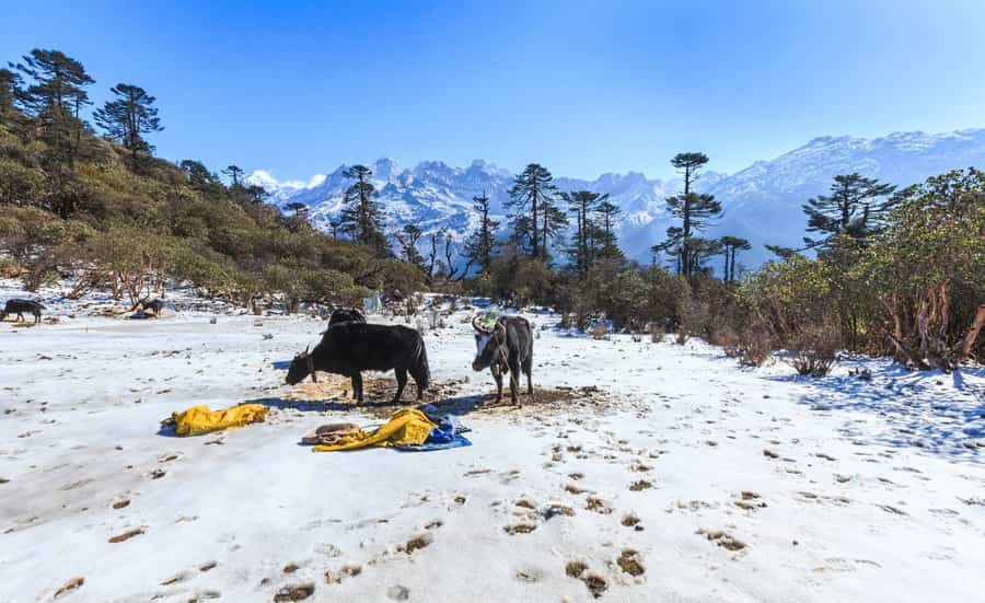 Kanchenjunga National Park