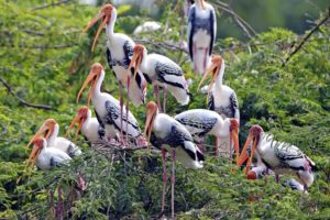 Keoladeo Ghana National Park