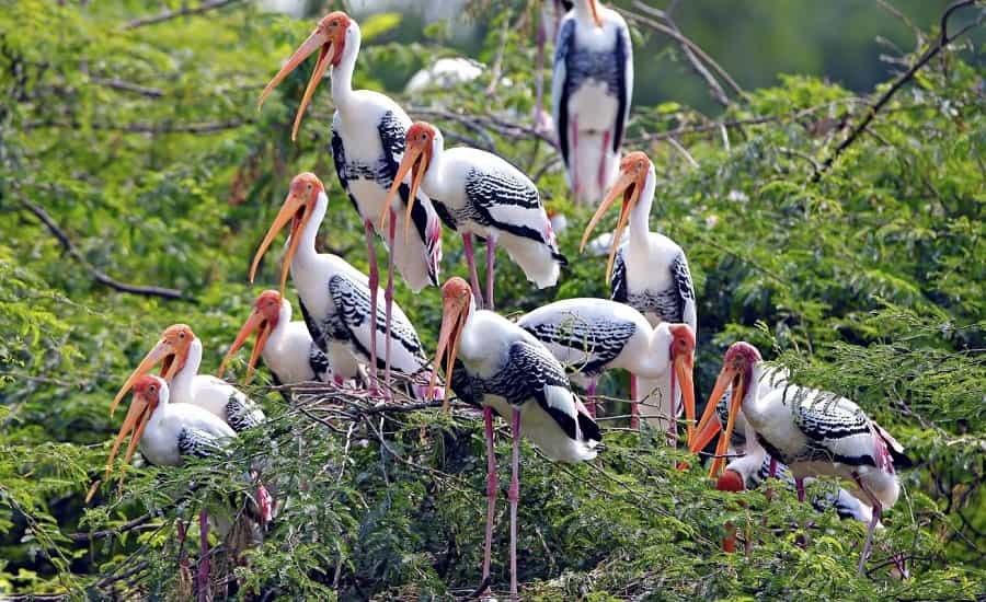 Popular National Parks & Wildlife sanctuary in India