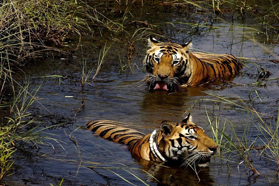 Wildlife in Madhya Pradesh - Shikhar Blog
