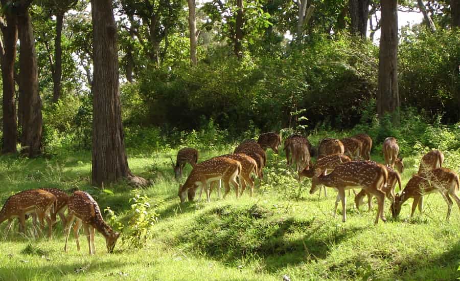 Mudumalai Wildlife Sanctuary, Tamil Nadu