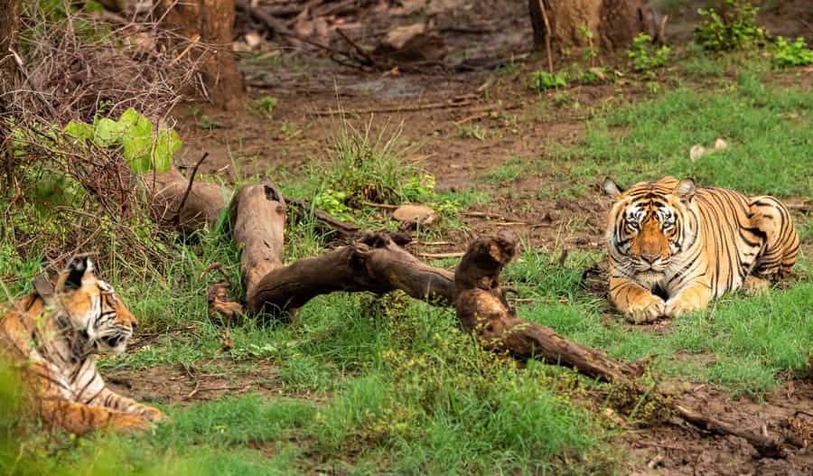 Sariska National Park, Rajasthan