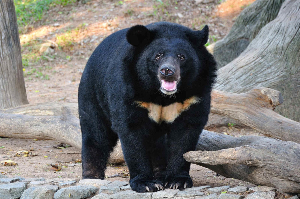 Himalayan Black Bear, Nanda Devi National Park