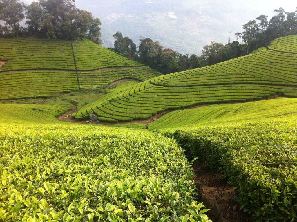 Tea Plantation Nilgiri Hills