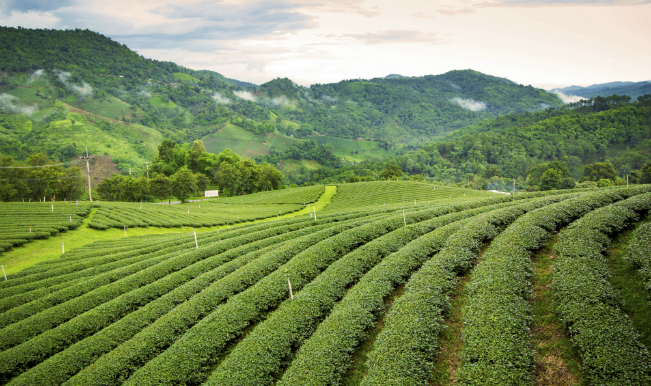 tea cultivation in assam