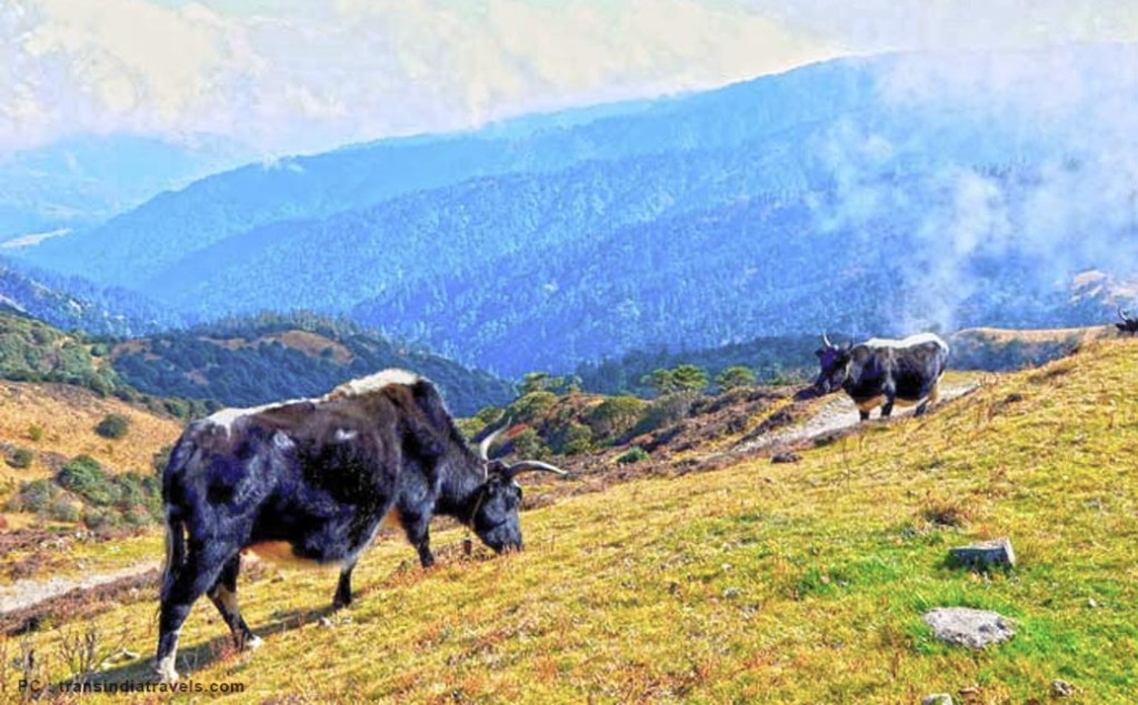 kanchendzonga national park