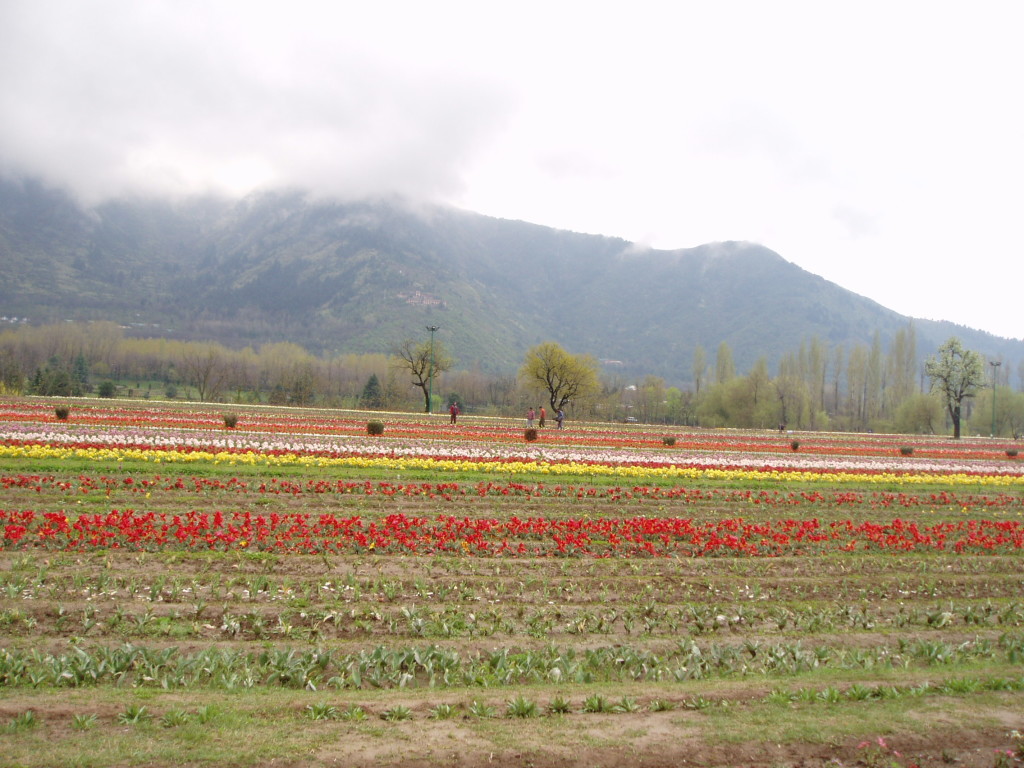 Srinagar tour