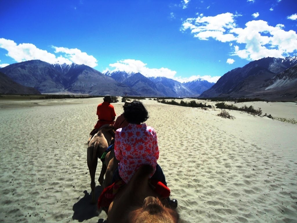 Two Humped Camel Safari At Hunder Desert In Nubra Valley, Ladakh, India