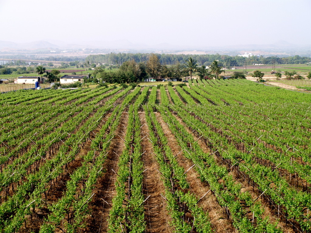 Grape vineyards Viticulture Farming Sula winery Nasik