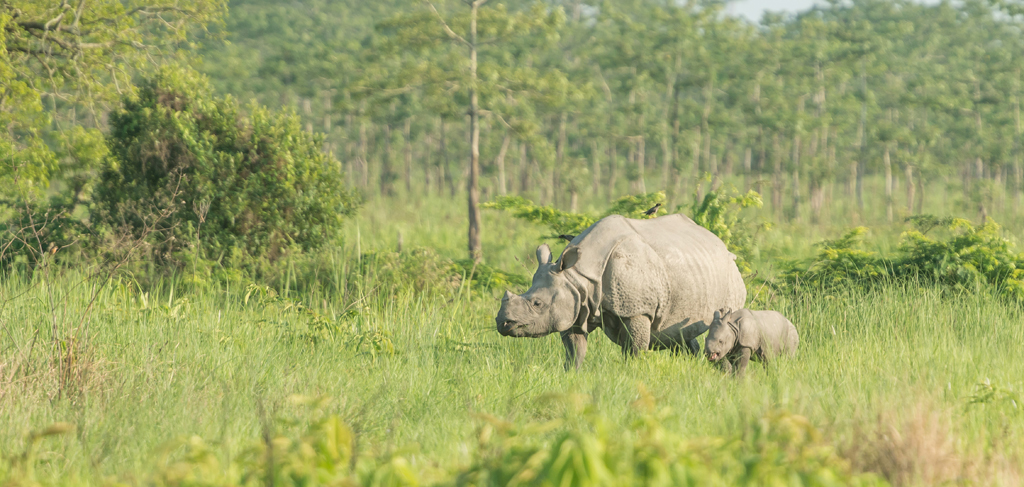 Rhino and calf in Kaziranga National Park