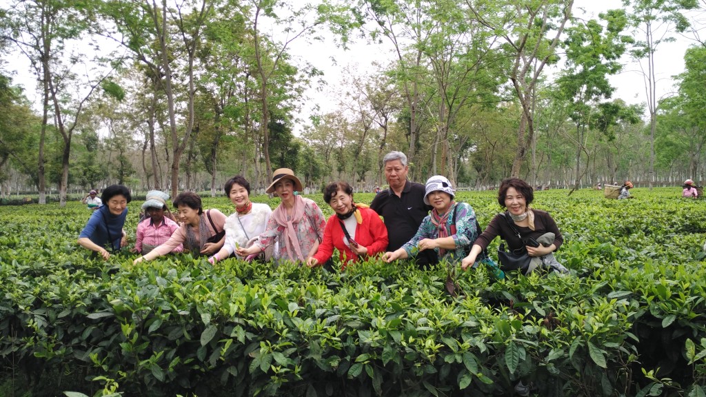 Tea Garden in North East India