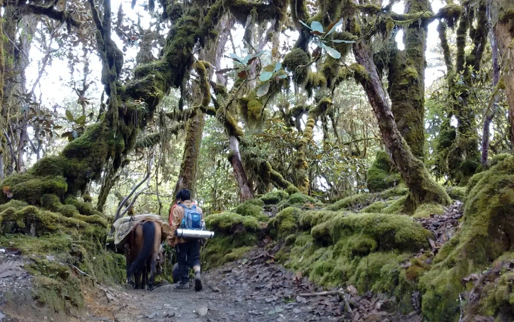 Bailey trail trek, Arunachal Pradesh