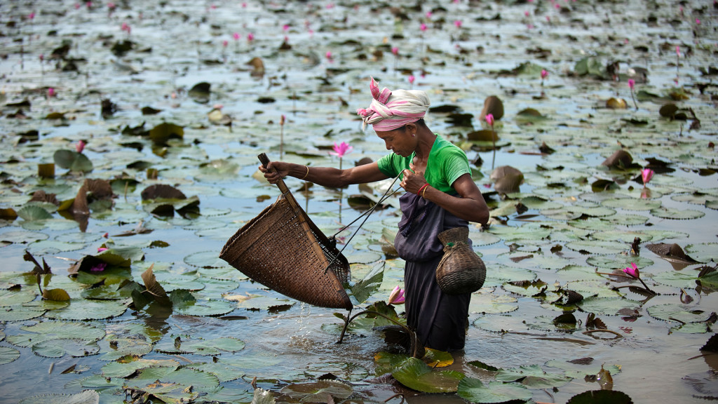 lotus filled pond in rural Assam in Northeast India
