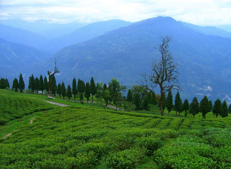 Temi Tea Garden, Sikkim