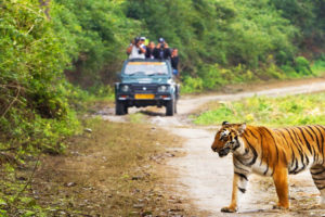 Jim Corbett National Park4