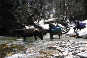 Trek to Mount Deo Tibba Peak