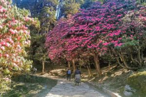 Chopta Chandrashila Winter Trek