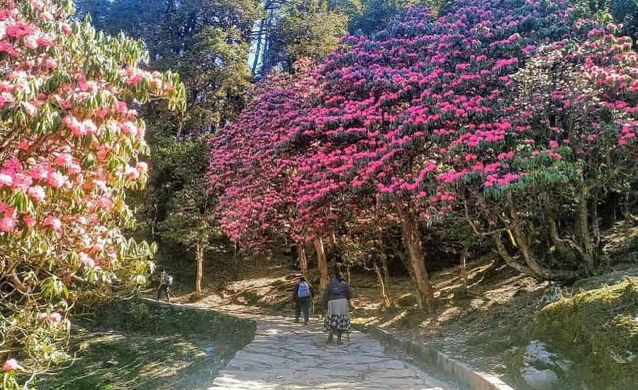 Chopta Chandrashila Winter Trek