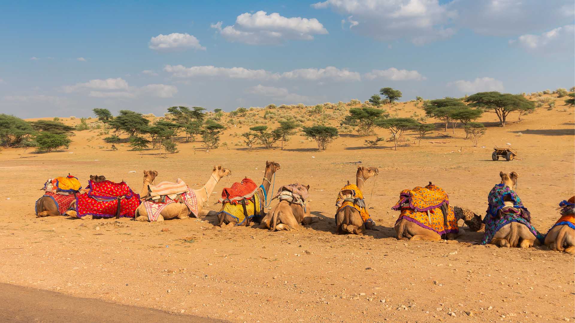 Camel ride at Thar desert, Rajasthan, India