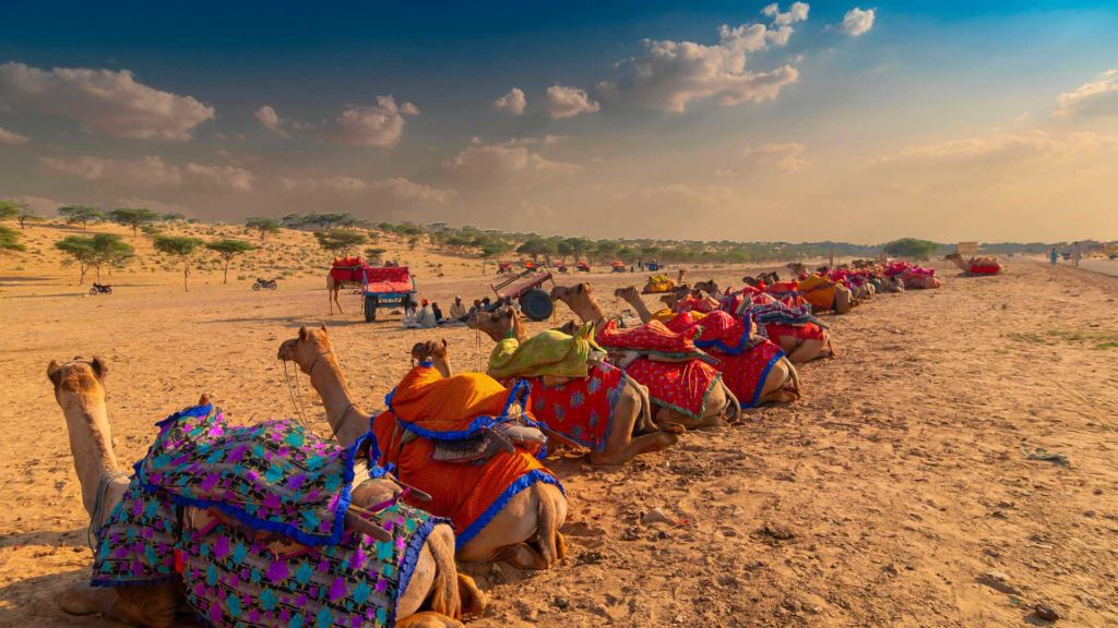 Camels with traditional dresses Thar desert, Rajasthan, India