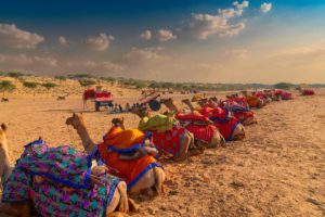 Camels with traditional dresses Thar desert, Rajasthan, India