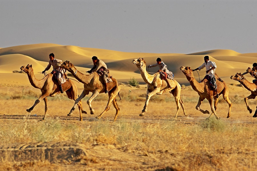 Majestic Desert of Rajasthan