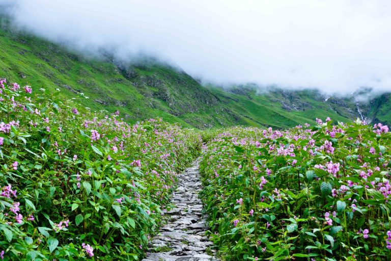 How to Reach Valley of Flowers from Different Cities of India