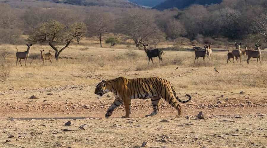 Jaipur to Ranthambore