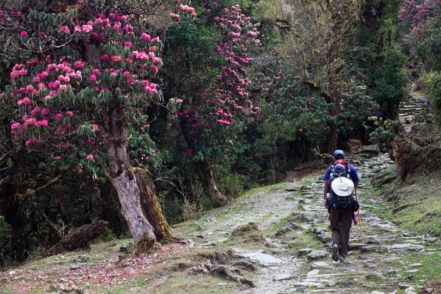 Rhododendron forest