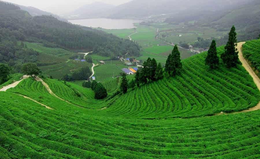 Darjeeling tea garden