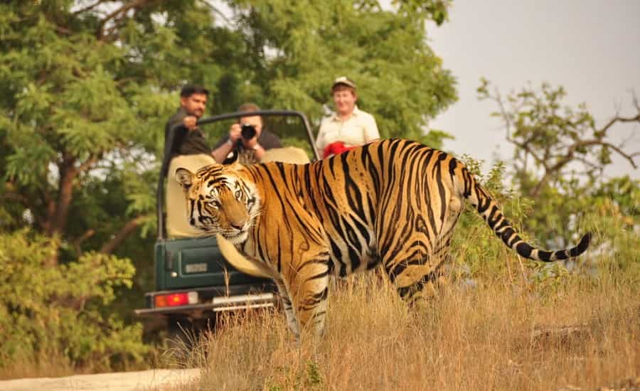 Enjoy Wildlife of Rajasthan