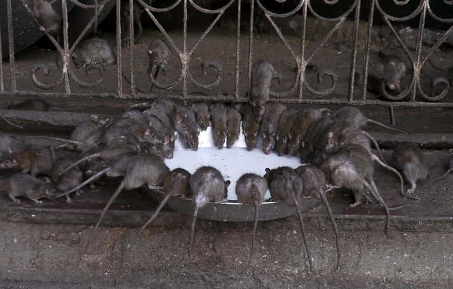 Worship Rat at Karni Mata Temple in Rajasthan