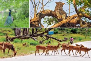 Bandipura National Park, Karnataka