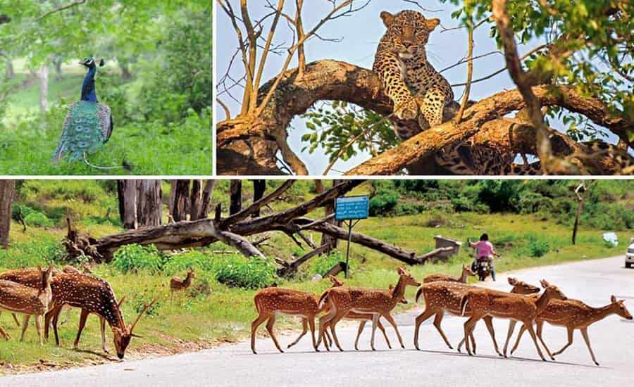 Bandipura National Park, Karnataka