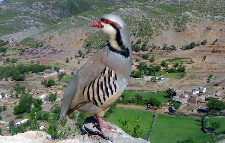 Bird Watching in Kashmir