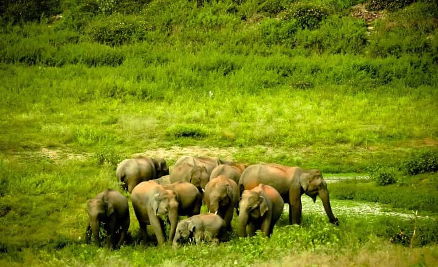 Elephant at Bandipur National Park