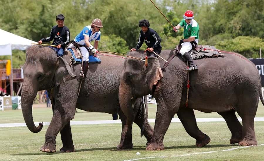 Royal Elephant Polo