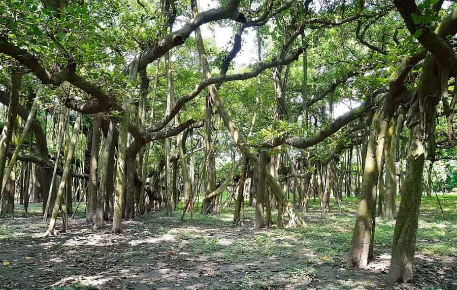 Botanical Gardens in Shibpur