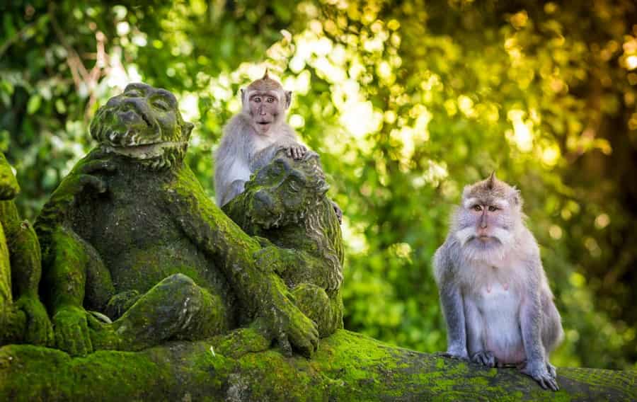 Sacred Monkey Forest, Bali