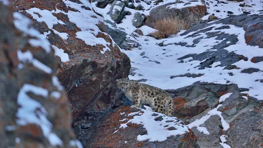 Snow Leopard Trek